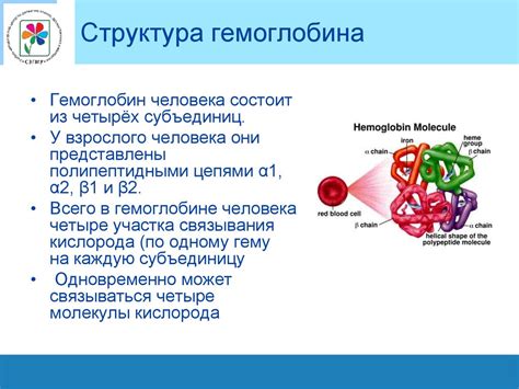 Синтез гемоглобина в организме