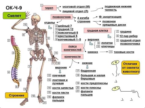 Скелет: основные детали и умения