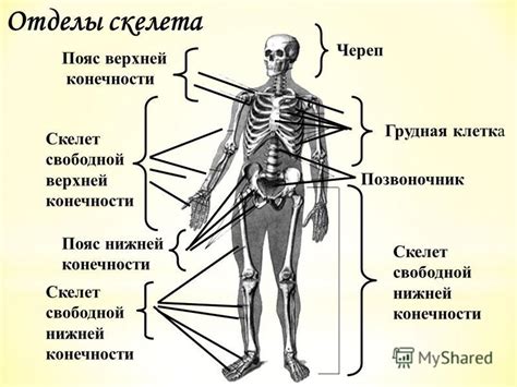 Скелет и размеры