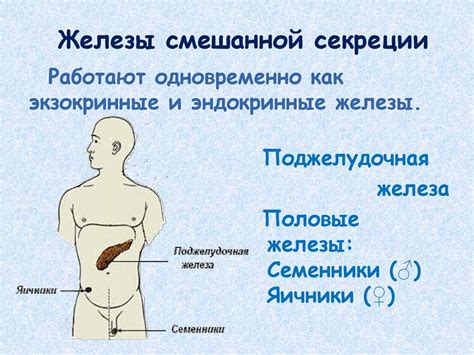 Смешанная секреция вилочковой железы