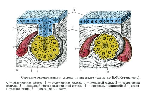 Смешанная секреция желез к каким группам эпителия относится?