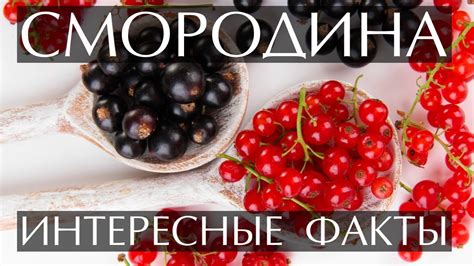 Смородина — вкусное ягодное растение