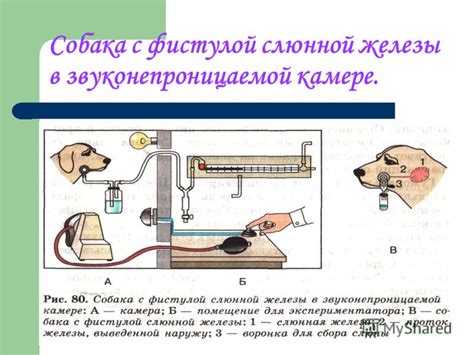 Собака с фистулой на слюнной железе: причины и симптомы