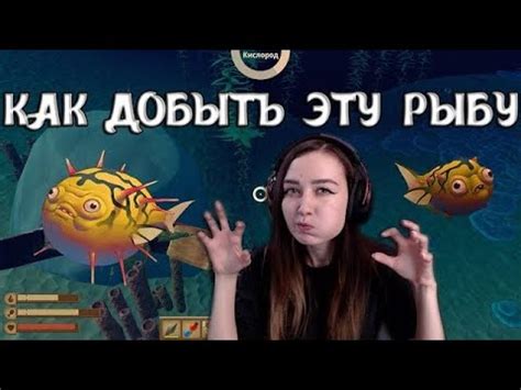 Советы для увеличения шансов нахождения иглобрюха