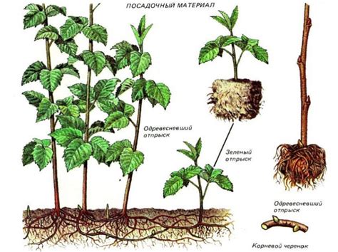 Советы для успешного садоводства