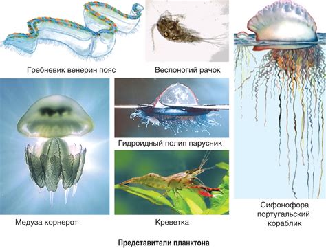 Советы по добыче кораллов в водной среде