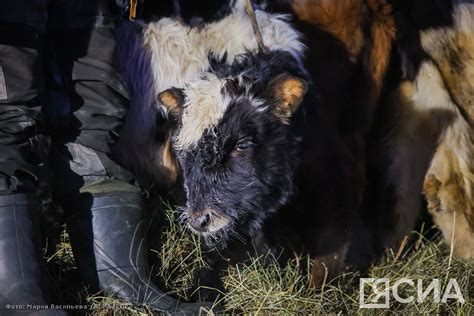 Советы по получению максимальной выгоды от использования невидимой коренной породы