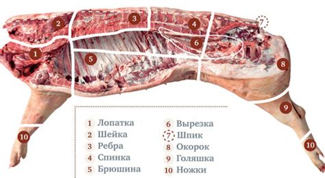 Советы по тренировке свиньи на преследование игрока