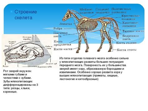 Создание головы и лап: особенности формирования