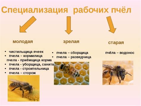 Создание и использование пчелиного улья