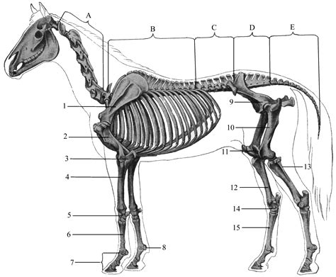 Создание каркаса скелета лошади