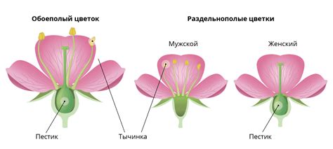 Создание лепестков и стебля цветка