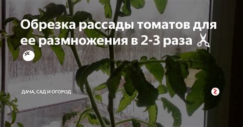 Создание места для размножения