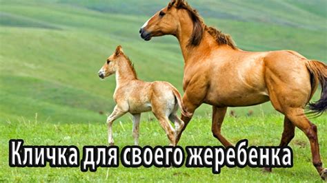 Создание основы для жеребенка