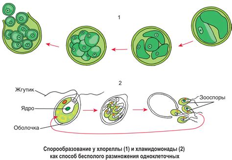 Создание правильных условий для размножения