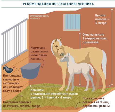 Создание фермы для животных: выбор и разведение племенных особей