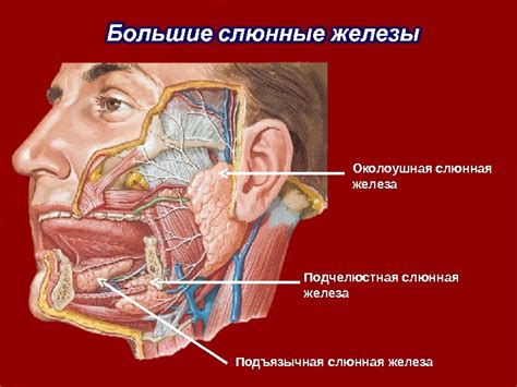 Соотношение между околоушной слюнной железой и парасимпатическими волокнами