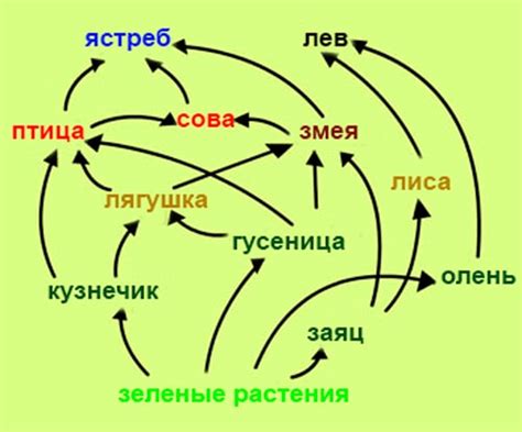 Составление цепи