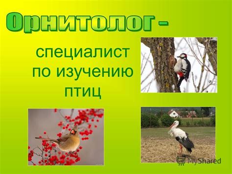 Специалист по изучению птиц