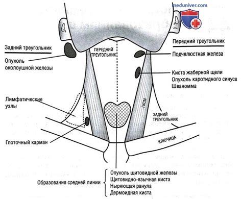 Способы диагностики воспаленной железы на шее