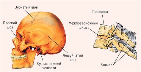 Сравнение рока и металла: что лучше для черепа и костей?