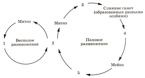 Стадия гибельного выщелачивания