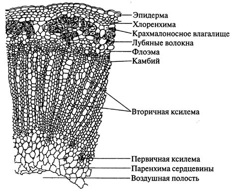 Стебель