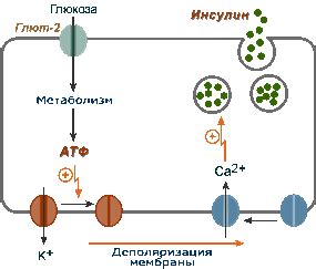 Стимуляция выработки секреции