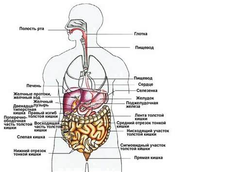 Строение и расположение