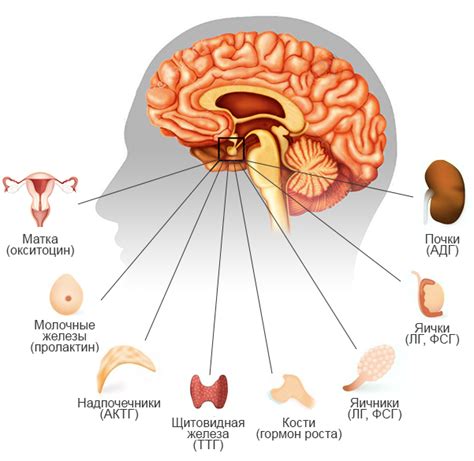 Структура гипофиза и его роль в организме