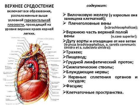 Структура грудной железы у женщин