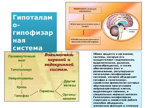 Структура и функции нейросекреторных клеток