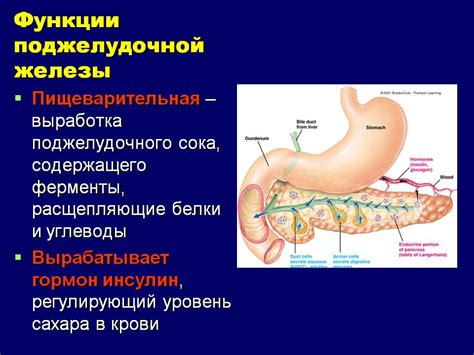 Структура и функции поджелудочной железы