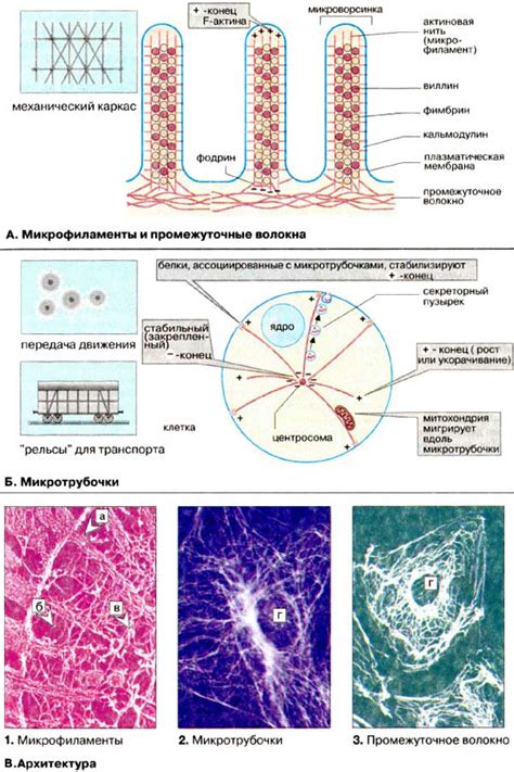 Структура и функции телефона