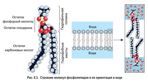 Структура и химический состав