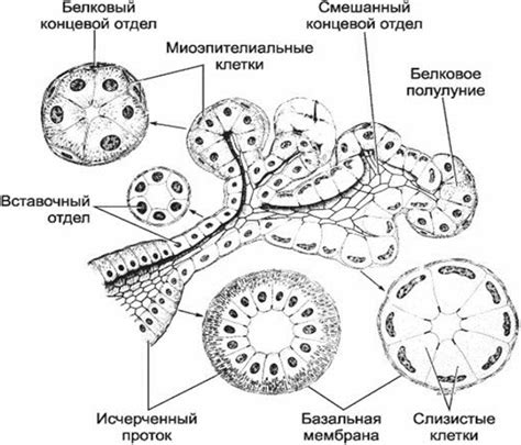 Структура околоушной слюнной железы