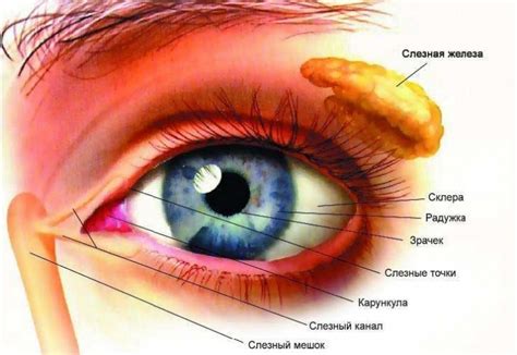 Структура слезной железы и ее функции