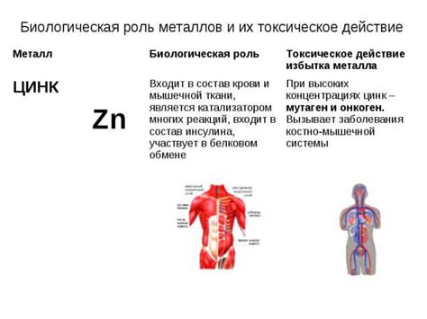 ТЕМА 2: Прием металла в детском организме