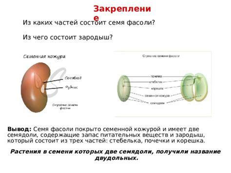 Творческий зародыш