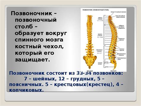 Тип доступа: перегородочный или вертебральный