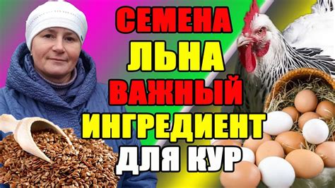 Трава и семена: основной рацион кур