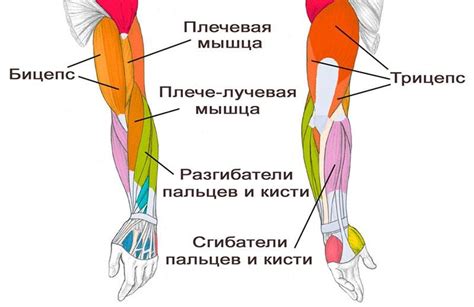 Тренировка рук и пальцев