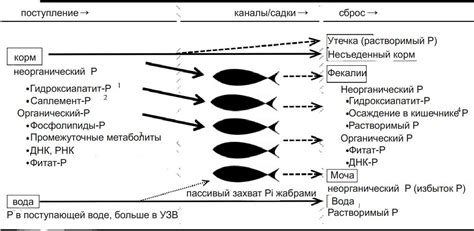 Трехвалентные катионы