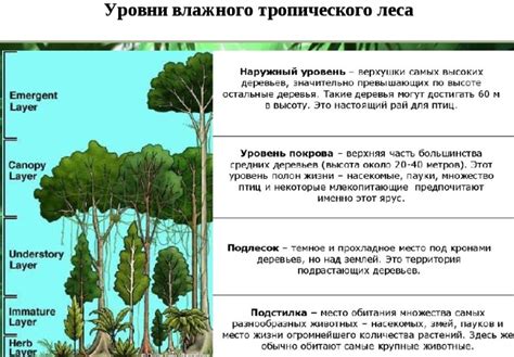 Тропические леса: густая растительность и опасности