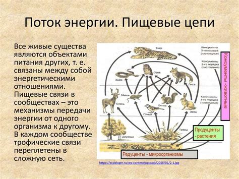 Тяжелые металлы в пищевой цепи: роль человеческой активности