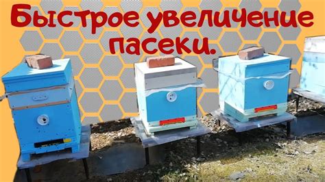 Увеличение производственности пасеки