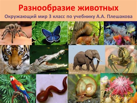 Увеличенное разнообразие животных