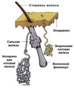 Удаление потовой железы подмышкой