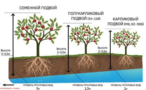 Улучшенная ростящая система яблони