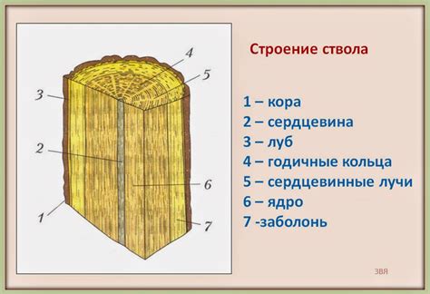 Уникальная структура древесины